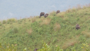 Bisons @ view point